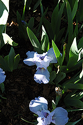 Jesse Lee Iris (Iris 'Jesse Lee') at Lakeshore Garden Centres
