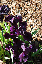 Michael Paul Iris (Iris 'Michael Paul') at Lakeshore Garden Centres