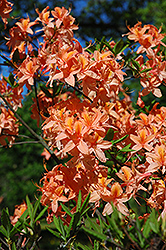 Apricot Surprise Azalea (Rhododendron 'Apricot Surprise') at Lakeshore Garden Centres