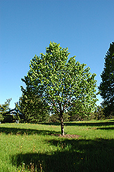 Shamrock Linden (Tilia cordata 'Shamrock') at Lakeshore Garden Centres