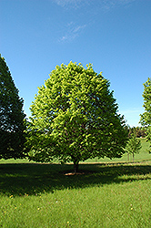 Golden Bigleaf Linden (Tilia platyphyllos 'Aurea') at Lakeshore Garden Centres