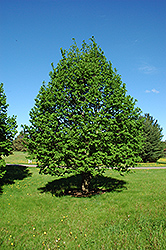 Contorted Linden (Tilia platyphyllos 'Tortuosa') at Lakeshore Garden Centres
