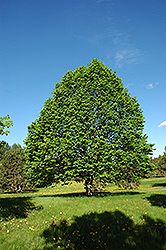 Chancellor Linden (Tilia cordata 'Chancole') at Lakeshore Garden Centres