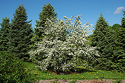 Russian Hawthorn (Crataegus ambigua) at Lakeshore Garden Centres