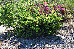 Cross Spreader Yew (Taxus cuspidata 'Cross Spreader') at Lakeshore Garden Centres