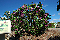 Sensation Lilac (Syringa vulgaris 'Sensation') at Peter Knippel Garden Centre