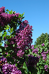 Arch McKean Lilac (Syringa vulgaris 'Arch McKean') at Lakeshore Garden Centres