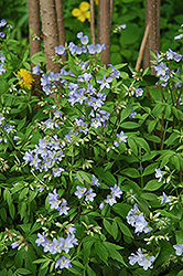 Creeping Jacob's Ladder (Polemonium reptans) at Lakeshore Garden Centres