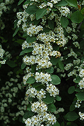 Flowering Cotoneaster (Cotoneaster multiflorus) at Lakeshore Garden Centres