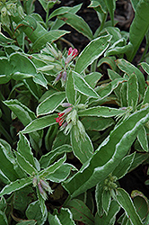 David Ward Lungwort (Pulmonaria 'David Ward') at Lakeshore Garden Centres
