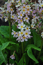 Cortusa Primrose (Primula cortusoides) at Lakeshore Garden Centres