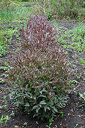 Purple Ground Clematis (Clematis recta 'Purpurea') at Lakeshore Garden Centres