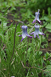 Vase Flower (Clematis hirsutissima) at Lakeshore Garden Centres