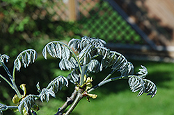Amur Maackia (Maackia amurensis) at Peter Knippel Garden Centre