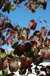 Rudolph Flowering Crab (Malus 'Rudolph') at Lakeshore Garden Centres