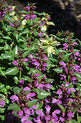 Elisabeth de Haas Spotted Dead Nettle (Lamium maculatum 'Elisabeth de Haas') at Lakeshore Garden Centres