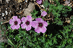 Ballerina Cranesbill (Geranium cinereum 'Ballerina') at Peter Knippel Garden Centre