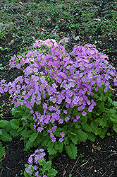 Shi-Un Primrose (Primula sieboldii 'Shi-Un') at Lakeshore Garden Centres