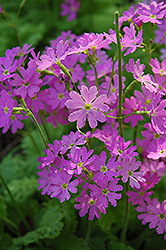 Shi-Un Primrose (Primula sieboldii 'Shi-Un') at Lakeshore Garden Centres