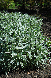 Valerie Finnis Artemisia (Artemisia ludoviciana 'Valerie Finnis') at Lakeshore Garden Centres