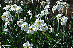 Poeticus Recurvus Daffodil (Narcissus 'Poeticus Recurvus') at Peter Knippel Garden Centre