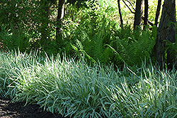Variegated Ribbon Grass (Phalaris arundinacea 'Picta') at Golden Acre Home & Garden