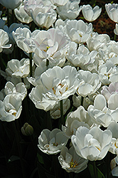 Mount Tacoma Tulip (Tulipa 'Mount Tacoma') at Lakeshore Garden Centres