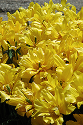 Monte Carlo Tulip (Tulipa 'Monte Carlo') at Lakeshore Garden Centres