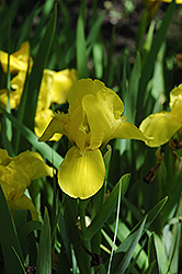 Brassi Iris (Iris 'Brassi') at Golden Acre Home & Garden
