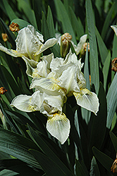 Peacock Dance Japanese Iris (Iris ensata 'Peacock Dance') at Lakeshore Garden Centres