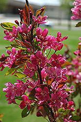 Almey Flowering Crab (Malus 'Almey') at Lakeshore Garden Centres
