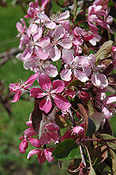 Black Olive Flowering Crab (Malus 'Black Olive') at Lakeshore Garden Centres