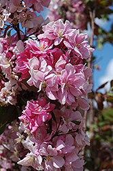 Kelsey Flowering Crab (Malus 'Kelsey') at Lakeshore Garden Centres