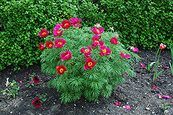 Fernleaf Peony (Paeonia tenuifolia) at A Very Successful Garden Center