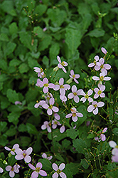 Pink Wall Cress (Arabis caucasica 'Rosea') at Lakeshore Garden Centres