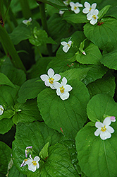 White Czar Marsh Violet (Viola obliqua 'White Czar') at Lakeshore Garden Centres