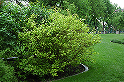Morden Amber Dogwood (Cornus alba 'Morden Amber') at Lakeshore Garden Centres