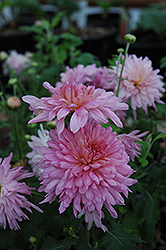 Morden Candy Chrysanthemum (Chrysanthemum 'Morden Candy') at Lakeshore Garden Centres
