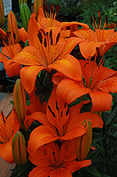 Orange Pixie Lily (Lilium 'Orange Pixie') at The Mustard Seed