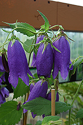 Sarastro Bellflower (Campanula punctata 'Sarastro') at Lakeshore Garden Centres