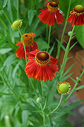 Moerheim Beauty Sneezeweed (Helenium 'Moerheim Beauty') at Lakeshore Garden Centres