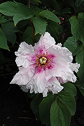 Companion Of Serenity Tree Peony (Paeonia lutea 'Companion Of Serenity') at Lakeshore Garden Centres
