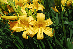 Apricot Daylily (Hemerocallis 'Apricot') at Lakeshore Garden Centres