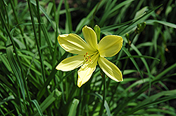 Flavina Daylily (Hemerocallis 'Flavina') at Lakeshore Garden Centres