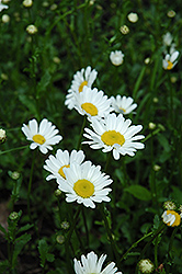 Sedgewick Shasta Daisy (Leucanthemum x superbum 'Sedgewick') at Lakeshore Garden Centres
