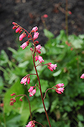 Brandon Pink Coral Bells (Heuchera 'Brandon Pink') at Lakeshore Garden Centres