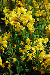 Royal Gold Woadwaxen (Genista tinctoria 'Royal Gold') at Lakeshore Garden Centres