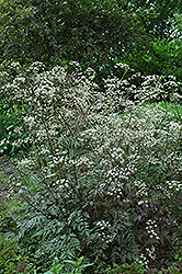 Ravenswing Cow Parsley (Anthriscus sylvestris 'Ravenswing') at Lakeshore Garden Centres