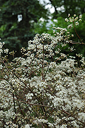 Ravenswing Cow Parsley (Anthriscus sylvestris 'Ravenswing') at Lakeshore Garden Centres