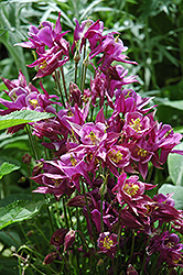 Biedermeier Red Columbine (Aquilegia 'Biedermeier Red') at Lakeshore Garden Centres